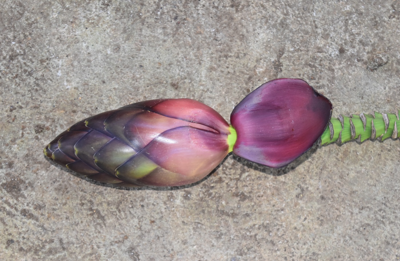 Abuab Female & Male Flowers1